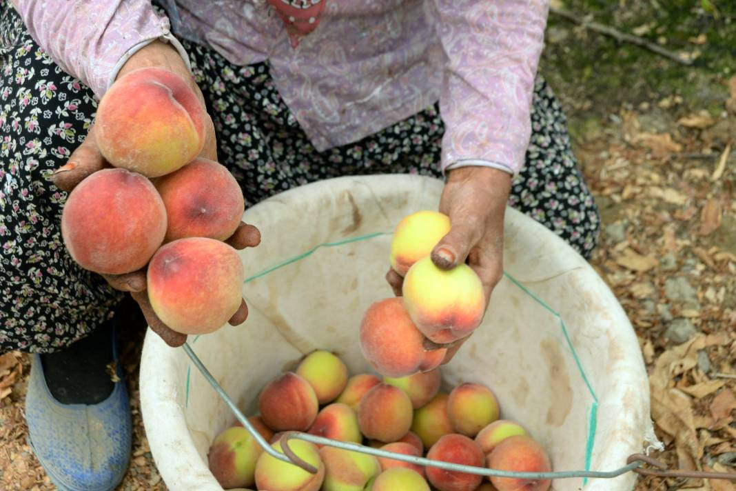 Türkiye'de yetişiyor Almanlar yiyor Türkler bakıyor. Kilo fiyatı ağızları açık bıraktı - Resim: 3